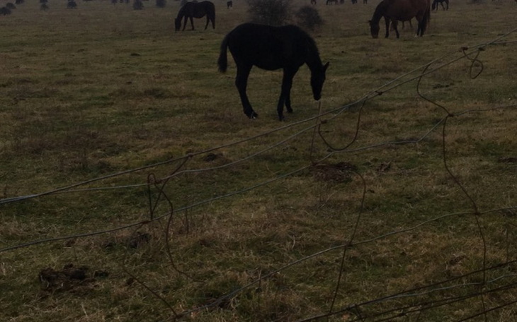 Zbiórka Konie, sport, hipoterapia - zdjęcie główne