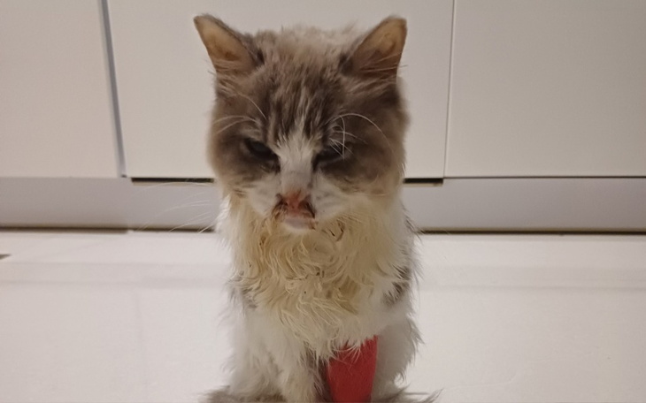 Stary kot z brudnym futrem, siedzący na podłodze.