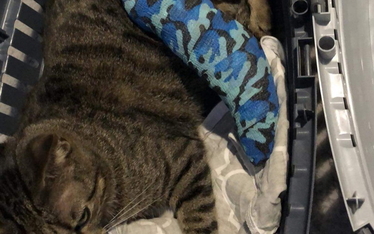 Zbiórka Złamanie nogi przez kotka - zdjęcie główne