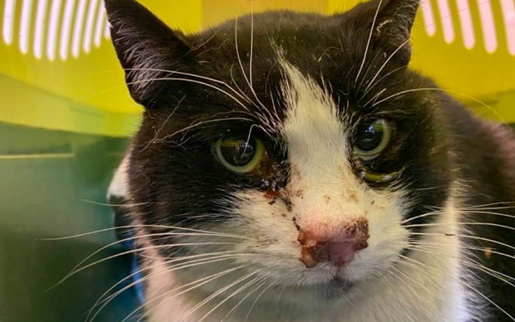 Zbiórka Synuś - przybłęda - zdjęcie główne