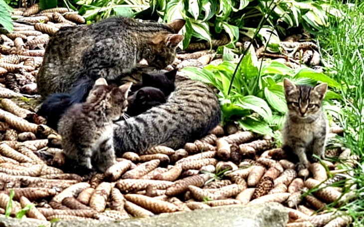 Zbiórka 5 kociąt i ich mama w potrzebie - zdjęcie główne