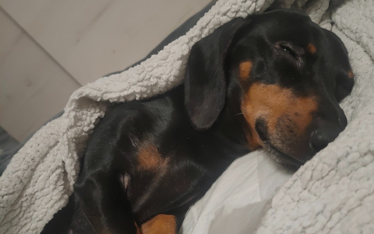 Zbiórka Pomoc dla Bambiego - zdjęcie główne