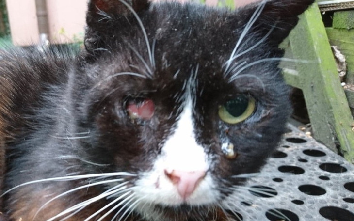 Zbiórka Michałek, kot z gnijącym okiem - zdjęcie główne