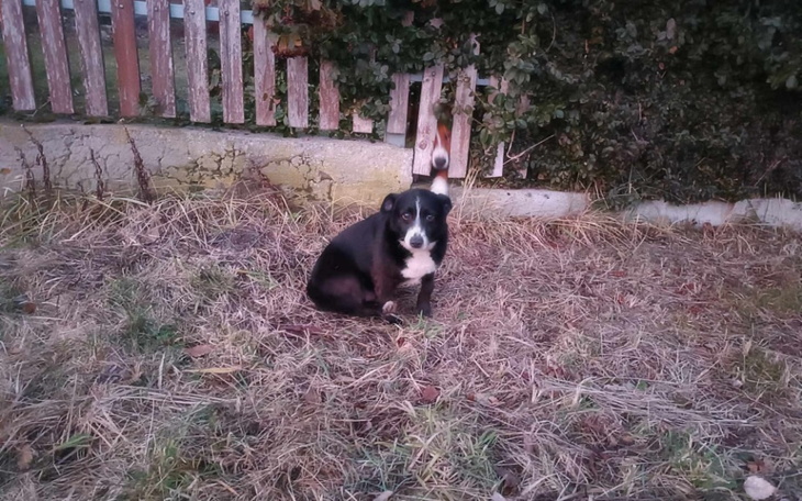 Czarny pies siedzi na trawie w ogrodzie.
