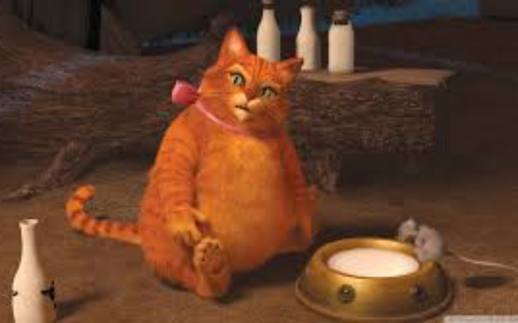 Zbiórka Na małe koty - zdjęcie główne