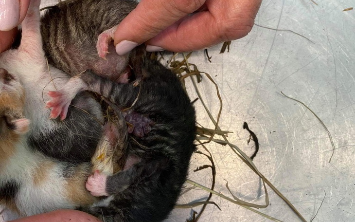 Zbiórka Poród kociąt w kupie gnoju - zdjęcie główne