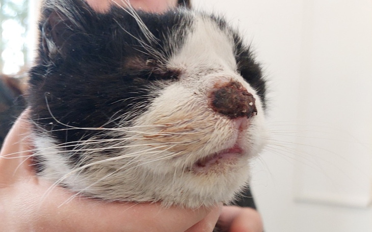 Zbiórka Lalunia błaga o pomoc - zdjęcie główne