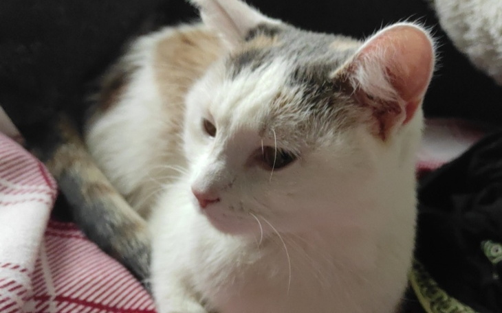 Zbiórka Bella kontra zapalenie otrzewnej - zdjęcie główne