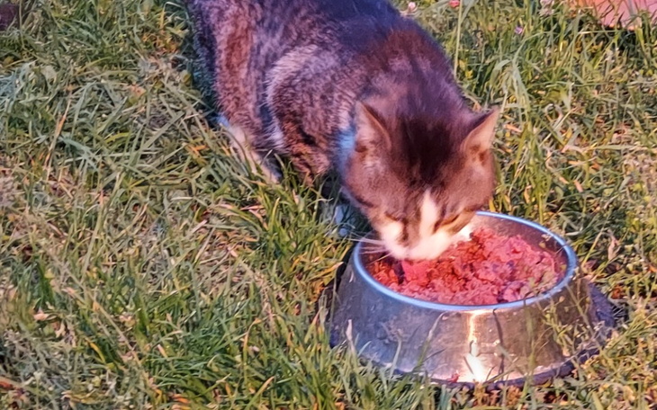 Zbiórka Wyrzutki proszą o posiłki. - zdjęcie główne