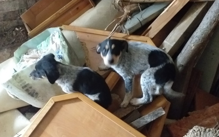 Zbiórka 15 psich istnień czeka na pomoc - zdjęcie główne