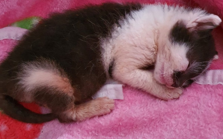 Zbiórka Na mleko dla kociąt - zdjęcie główne