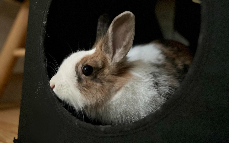 Zbiórka Nowe życie królisi - zdjęcie główne