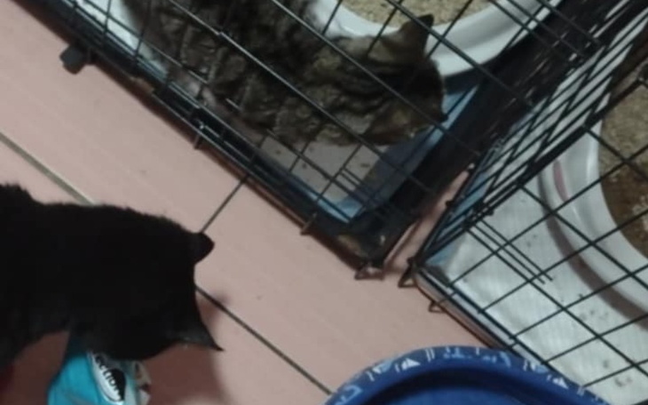 Zbiórka Ogrzewanie kociarni - zdjęcie główne