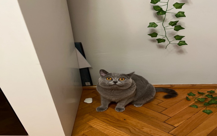 Zbiórka Na wyleczenie kotka - zdjęcie główne