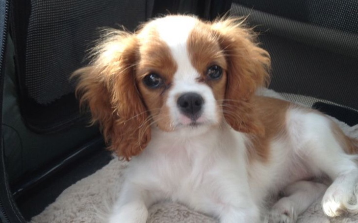 Zbiórka Zbieram na pieska cavalier king - zdjęcie główne