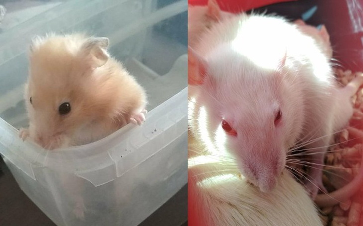 Zbiórka Sandi i Kronikarz - zdjęcie główne