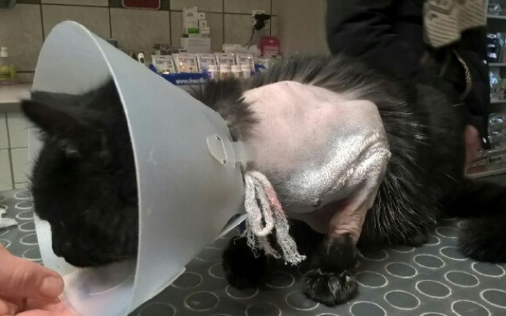 Zbiórka BAMBO - porzucony w nieszczęściu - zdjęcie główne