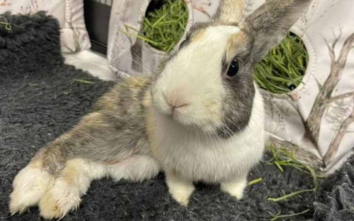 Zbiórka Niepełnosprawne króliki - zdjęcie główne