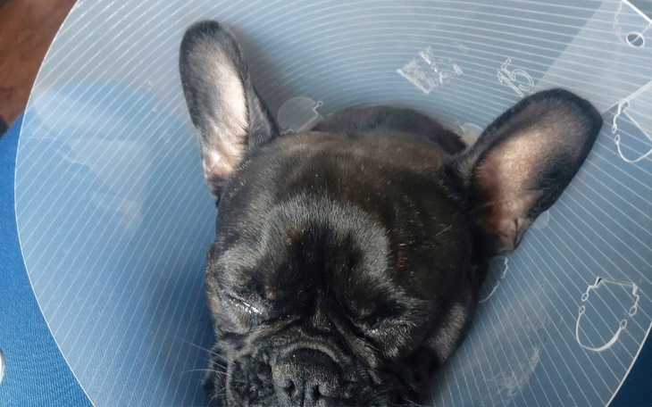 Zbiórka Operacja oka mojej suczki - zdjęcie główne