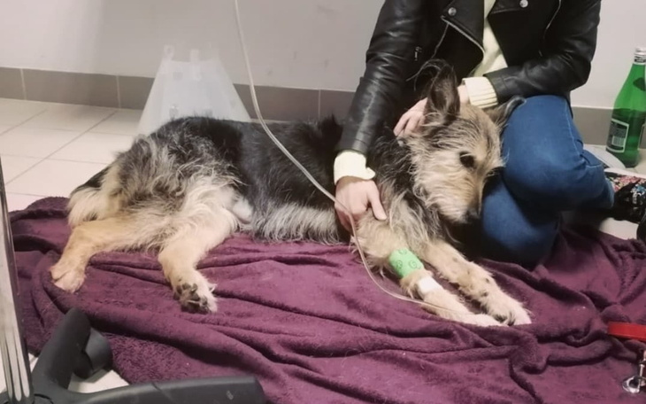 Zbiórka Na leczenie psiej terapeutki - zdjęcie główne