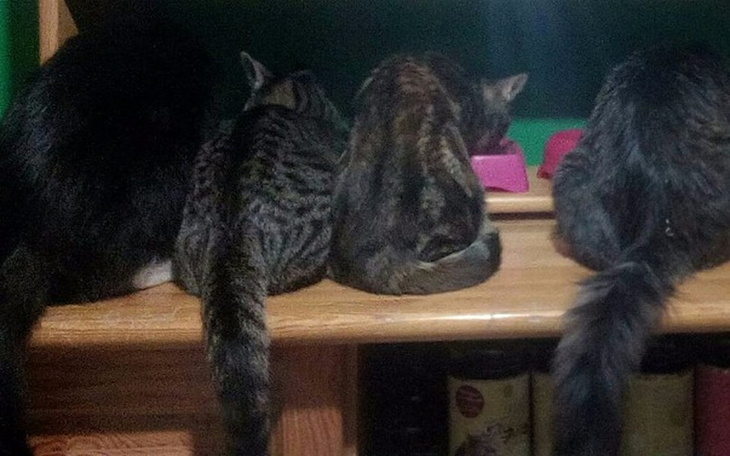 Zbiórka Jedzenie dla "kotów z przystani" - zdjęcie główne