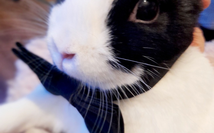 Zbiórka Zbiórka na kastrację królika. - zdjęcie główne