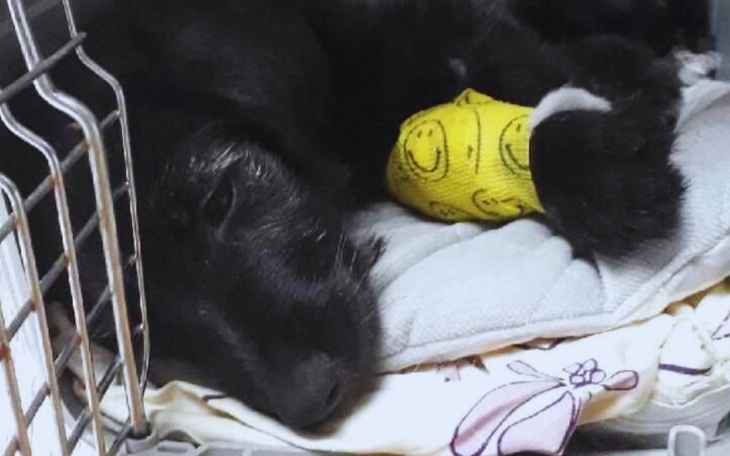 Zbiórka malutka Mufka walczy o życie - zdjęcie główne