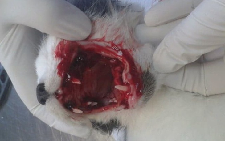 Zbiórka dla Majkiego i reszty! - zdjęcie główne