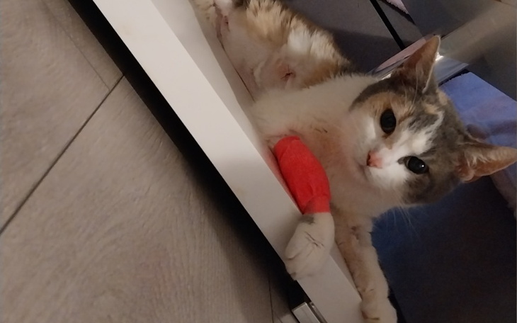 Zbiórka Pomoc w powrocie do zdrowia Nali - zdjęcie główne