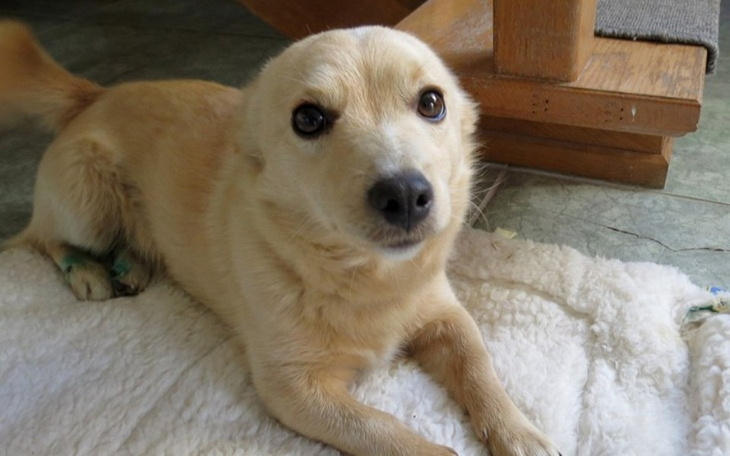 Zbiórka Operacja dla Figo - zdjęcie główne