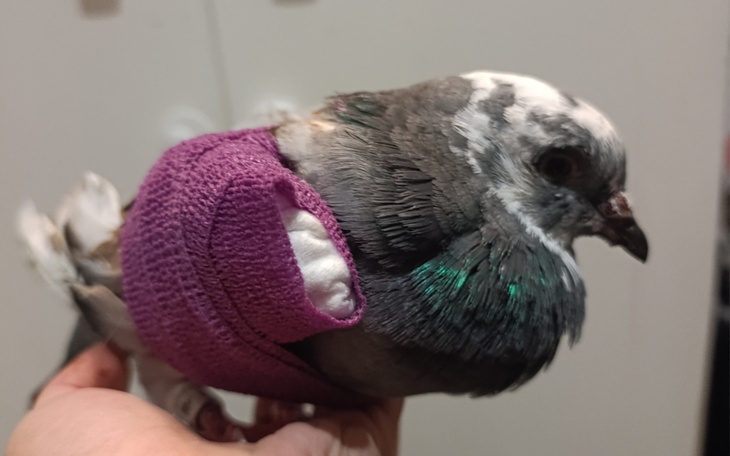 Gołąb w fioletowym ubranku, trzymany w dłoni.