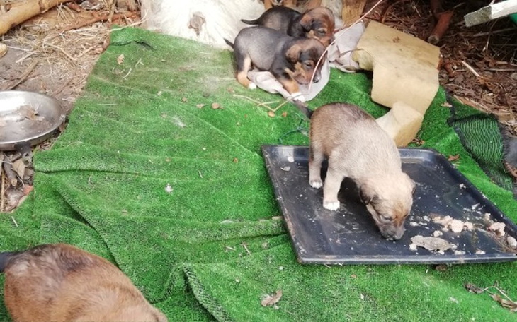 Zbiórka Szczeniaki   z nory - zdjęcie główne