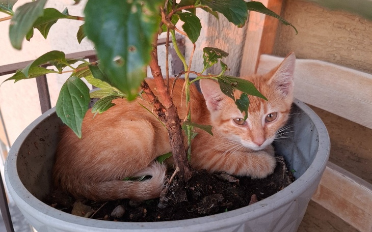 Zbiórka Porzucony kot ze złamana łapką - zdjęcie główne