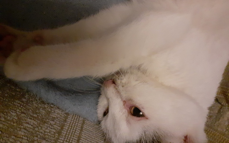 Zbiórka Na leczenie figi - zdjęcie główne