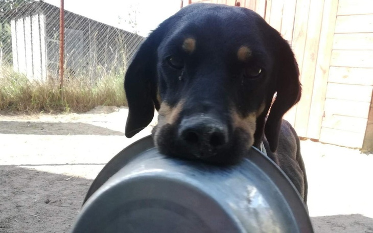 Zbiórka Karma na kolejny miesiąc - zdjęcie główne