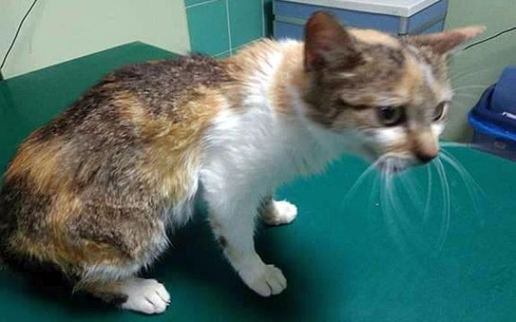 Zbiórka Lara walczy o każdy oddech - zdjęcie główne