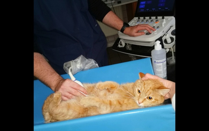 Zbiórka Na opłacenie długu u Weterynarza - zdjęcie główne