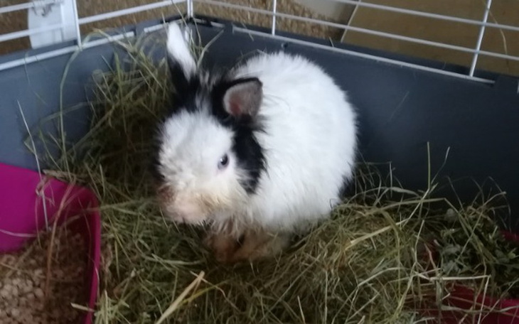 Zbiórka Trzecia szansa Hugo - zdjęcie główne