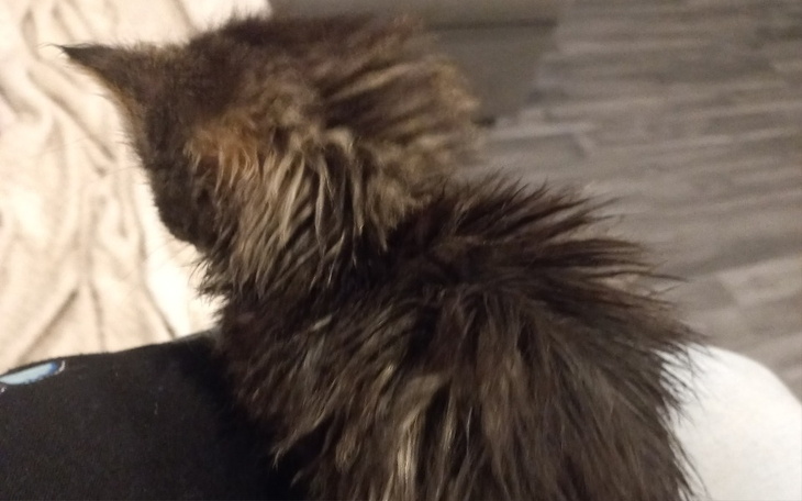 Zbiórka Surowica- przetrwanie tymczasów - zdjęcie główne