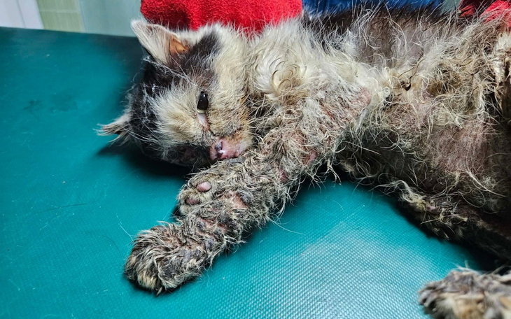 Chory kot leżący na stole weterynaryjnym.