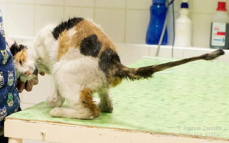 Kot z ranami, przytulający się do opiekuna w klinice.