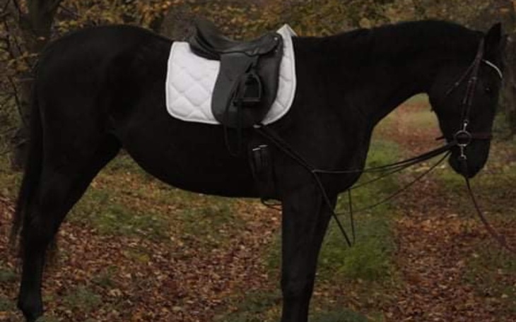 Zbiórka Zbieramy z BFF na klacz - zdjęcie główne