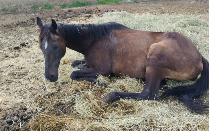 Zbiórka Pilna pomoc dla Rakony - zdjęcie główne