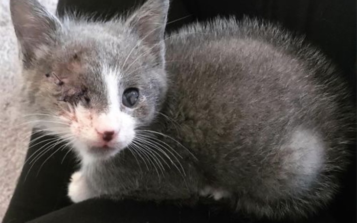 Zbiórka Leczenie bezokiego kotka - zdjęcie główne