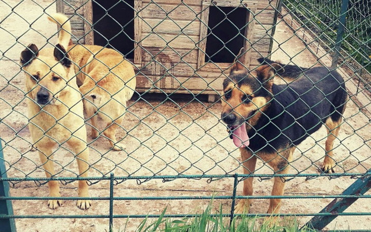 Zbiórka Pomóż Schronisku w Pawłowie - zdjęcie główne