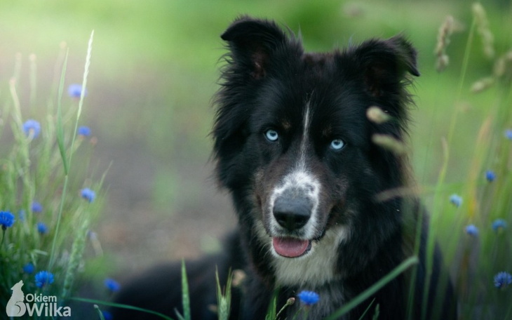 Zbiórka Zbiórka na rezonans dla Szamana - zdjęcie główne