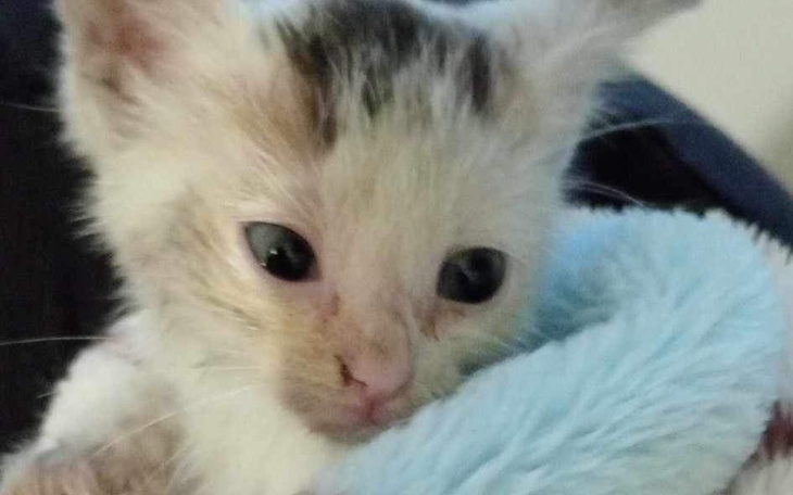 Zbiórka Ratujmy maleństwa - zdjęcie główne