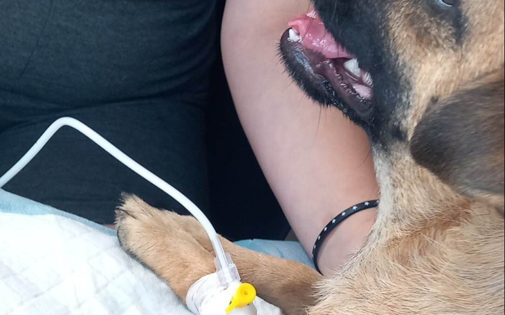 Zbiórka Na leczenie Pysi - zdjęcie główne