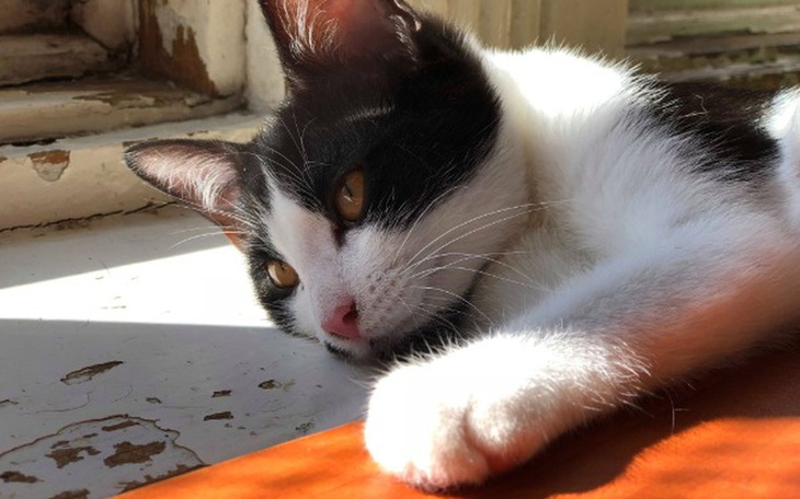 Zbiórka Nowe życie kotów z TOZ Włocławek - zdjęcie główne