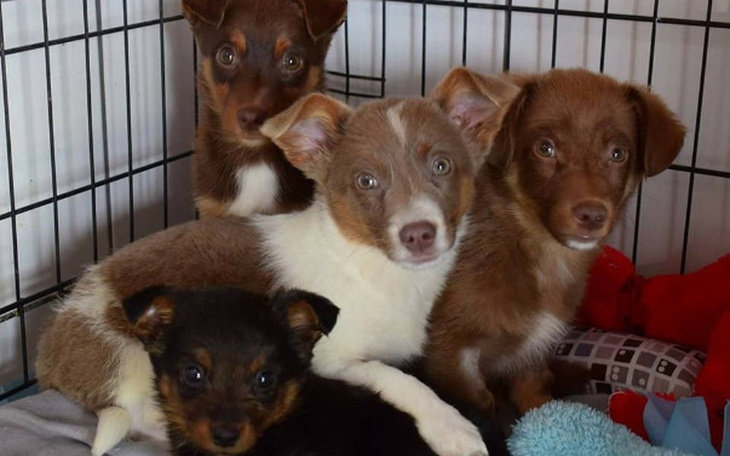 Zbiórka Faktura za 4 ocalone psie życia - zdjęcie główne